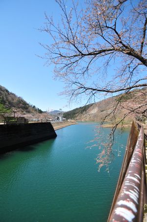 九頭竜ダムでは桜がまだ満開になっていなかった