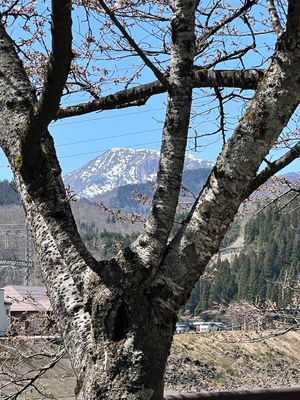 九頭竜ダムでは桜がまだ満開になっていなかった