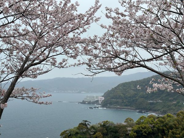 日本・鎌倉「伊豆・鎌倉　2024.04」の写真