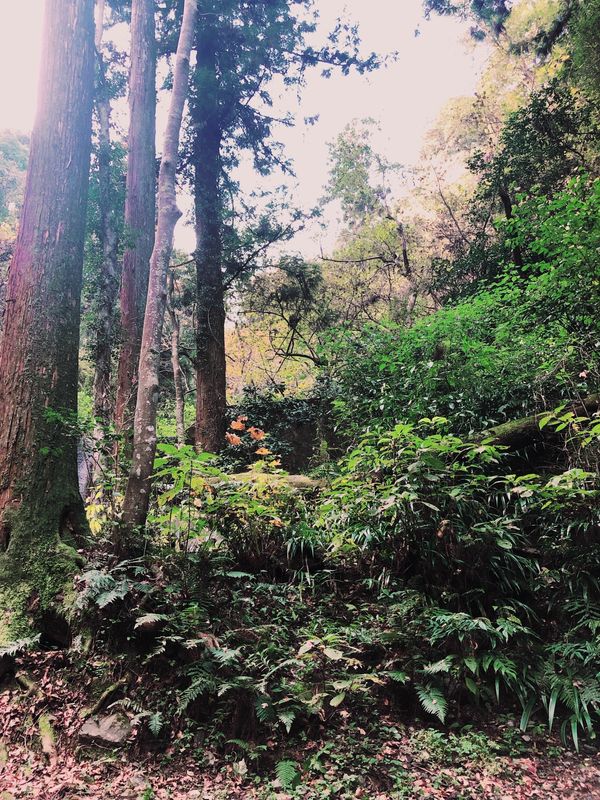 日本・東京都「高尾山♡2021」の写真