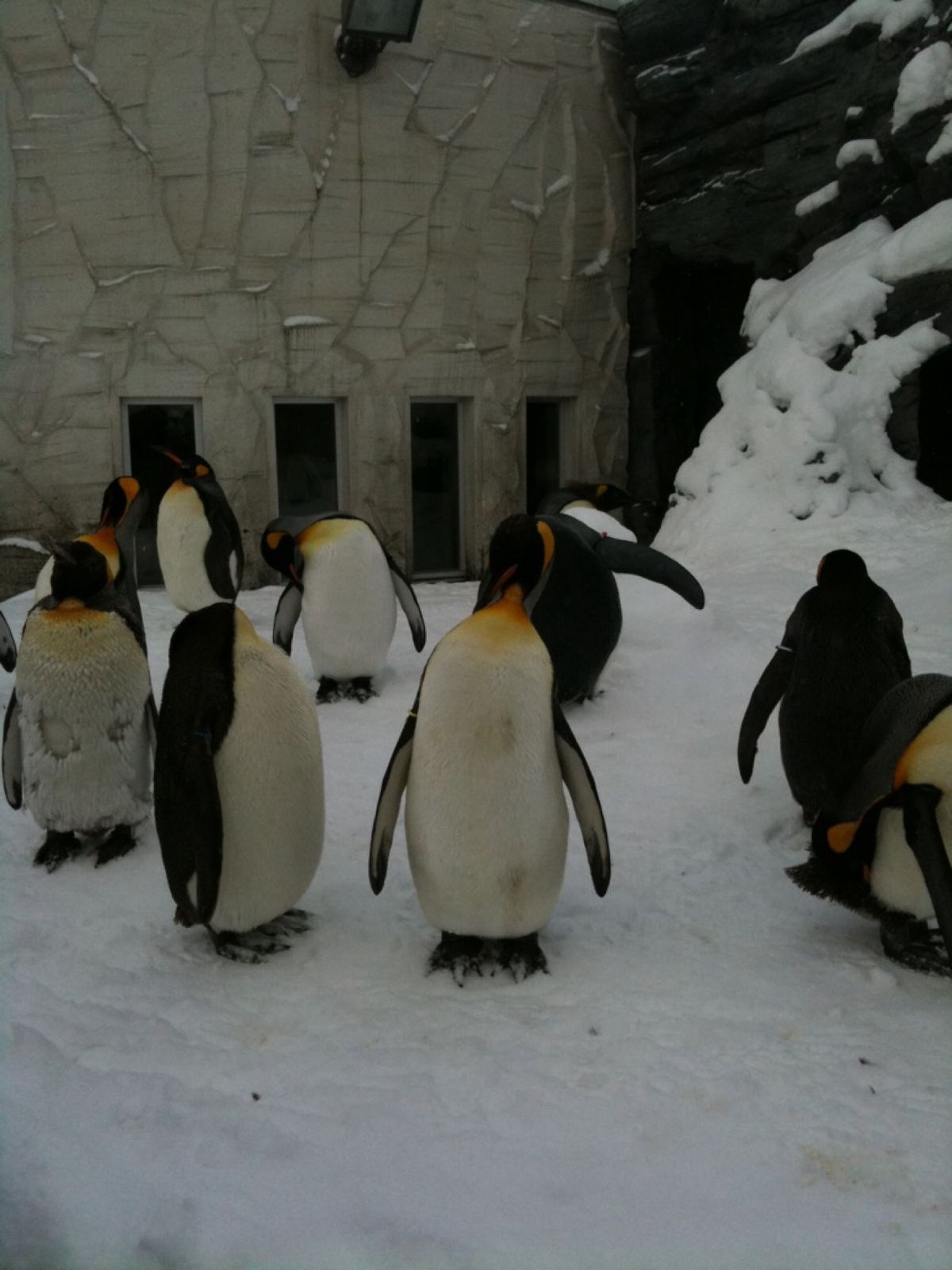 吹雪く中、ペンギン散歩