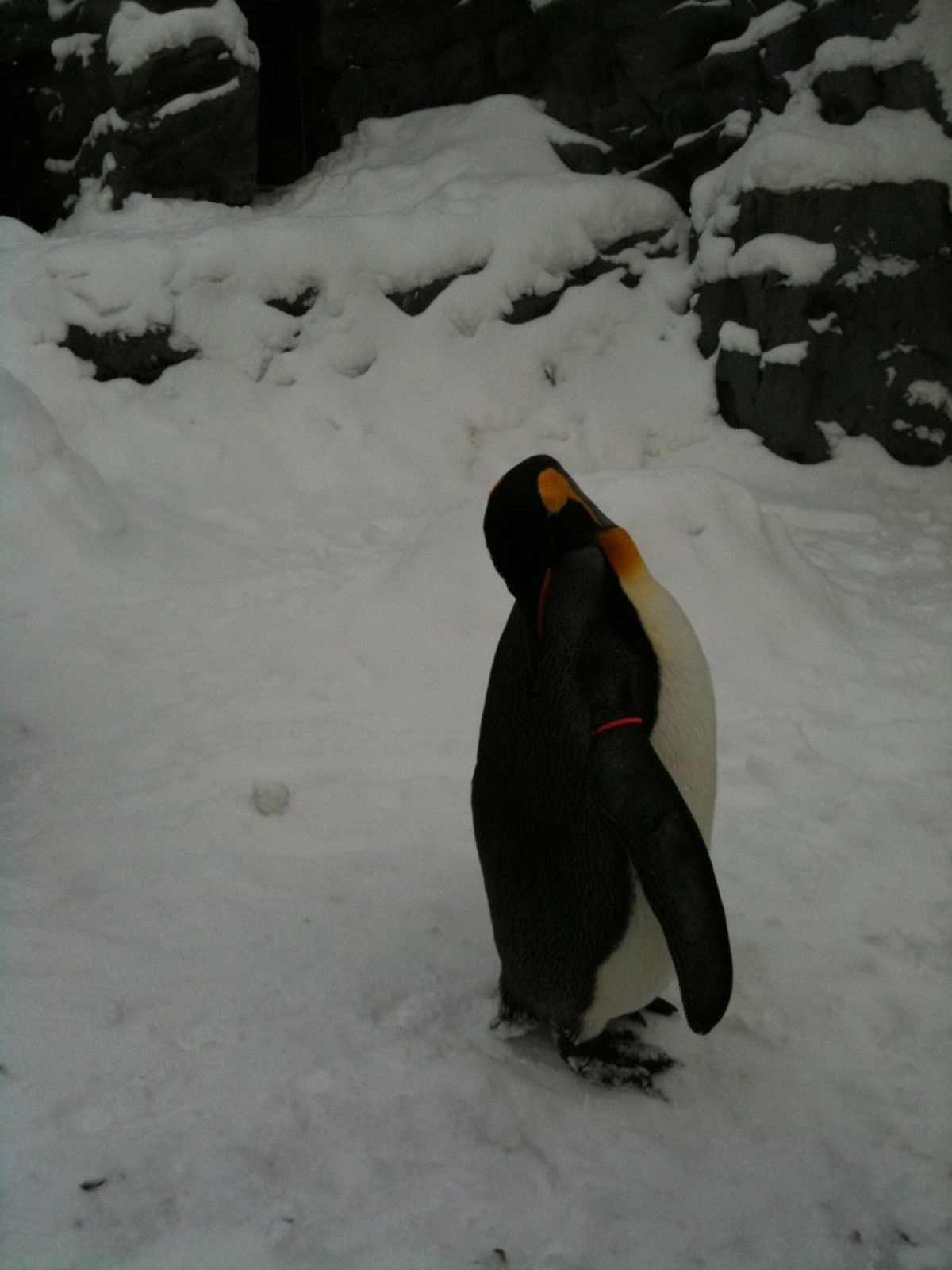 吹雪く中、ペンギン散歩