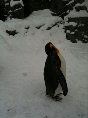 吹雪く中、ペンギン散歩