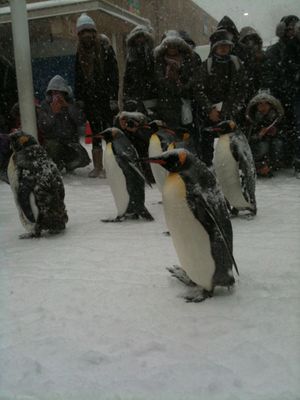 吹雪く中、ペンギン散歩