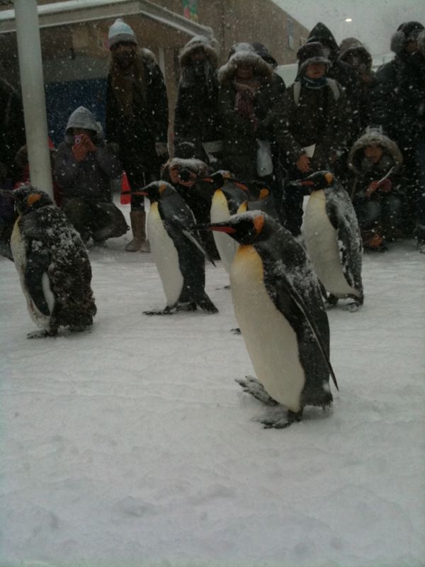 日本・北海道「旭山動物園」の写真：吹雪く中、ペンギン散歩