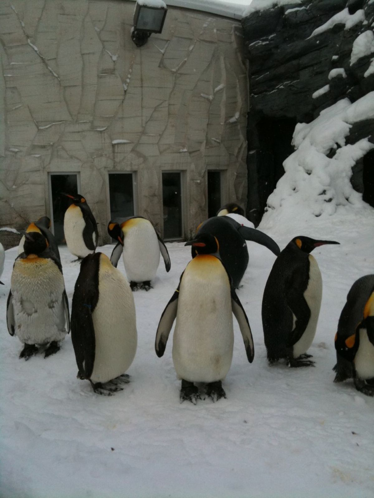 吹雪く中、ペンギン散歩