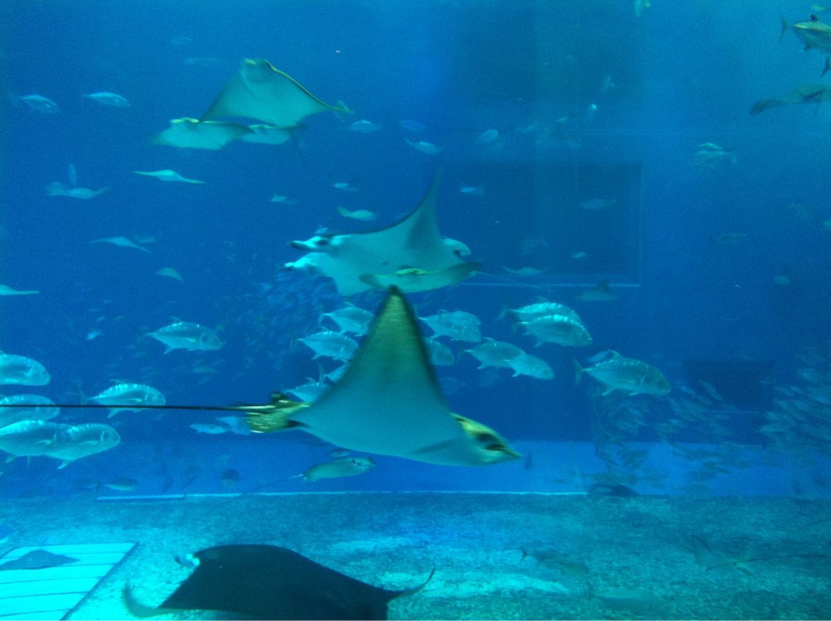 美ら海水族館