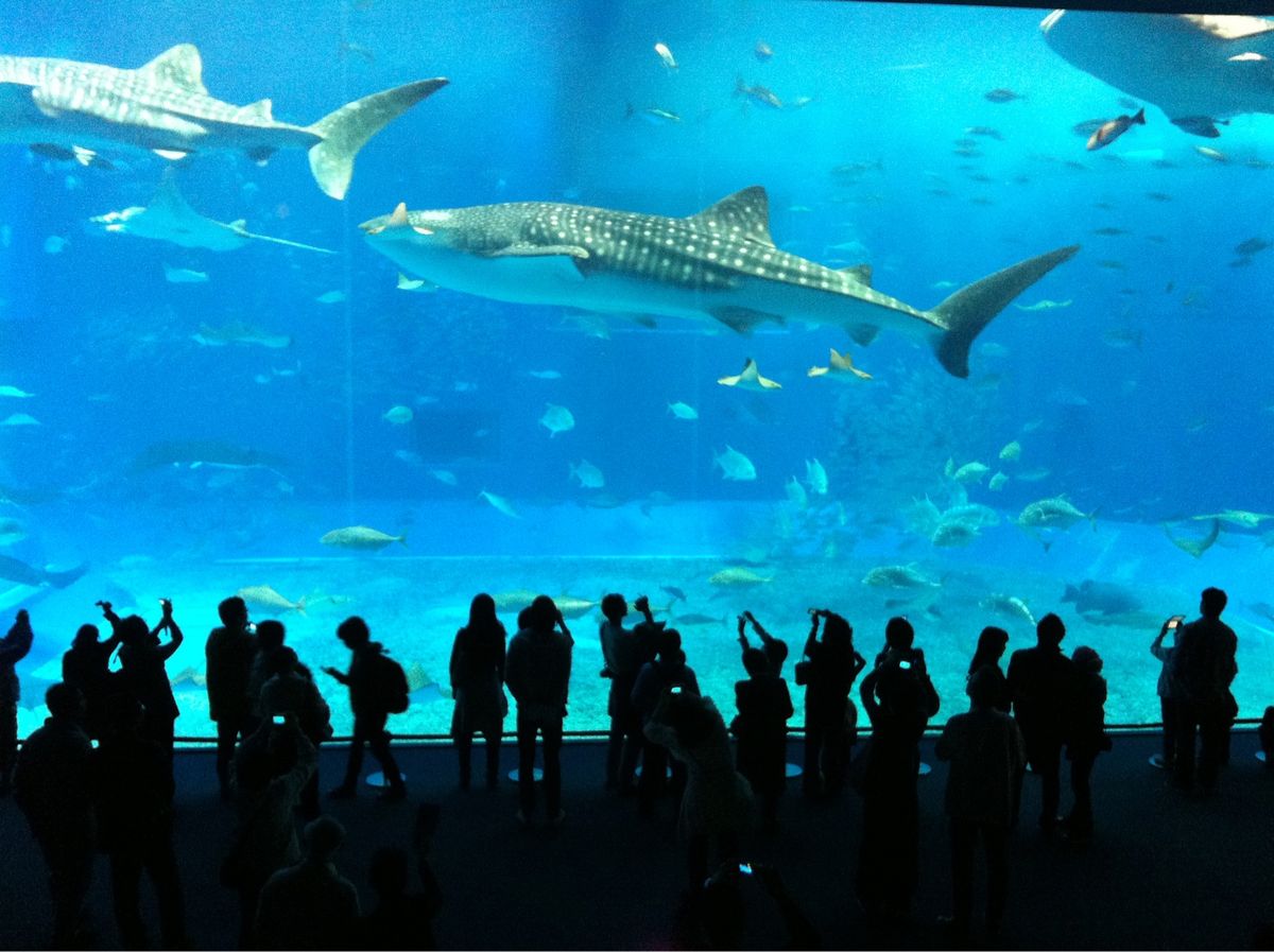美ら海水族館