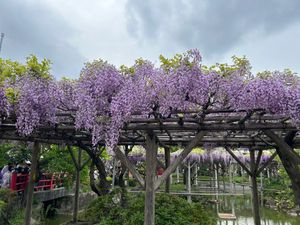 豊洲千差万来
亀戸藤まつり
東京駅