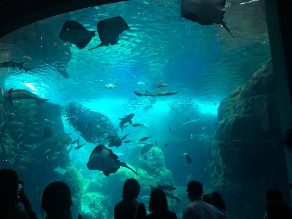 日本・神奈川県「湘南♡2023」の写真