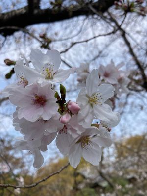 岡崎城　御礼参り