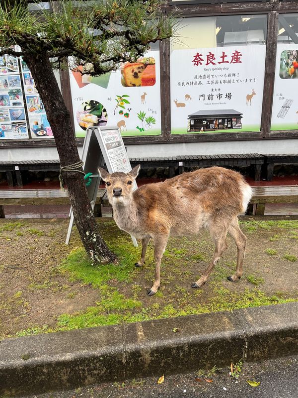 日本・奈良県「奈良旅行」の写真