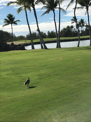 ワイコロアキングスコースでラウンド