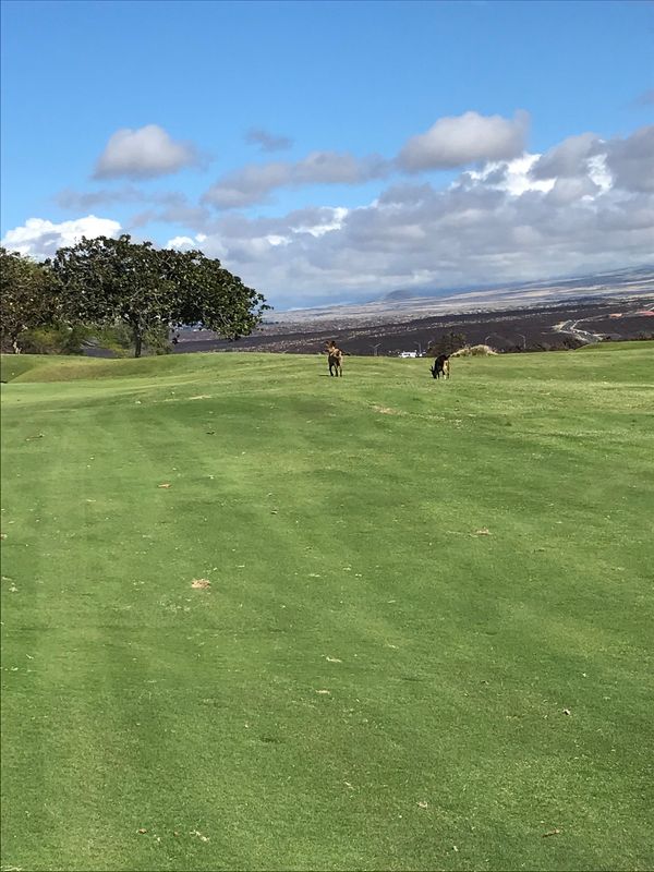 アメリカ(米国)・ハワイ島「ハワイ家族旅行」の写真：ワイコロアキングスコースでラウンド