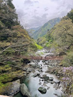 雨だからか、意外とかずら橋怖かったです。
外国人多め(^^) まぁ今はどこ...