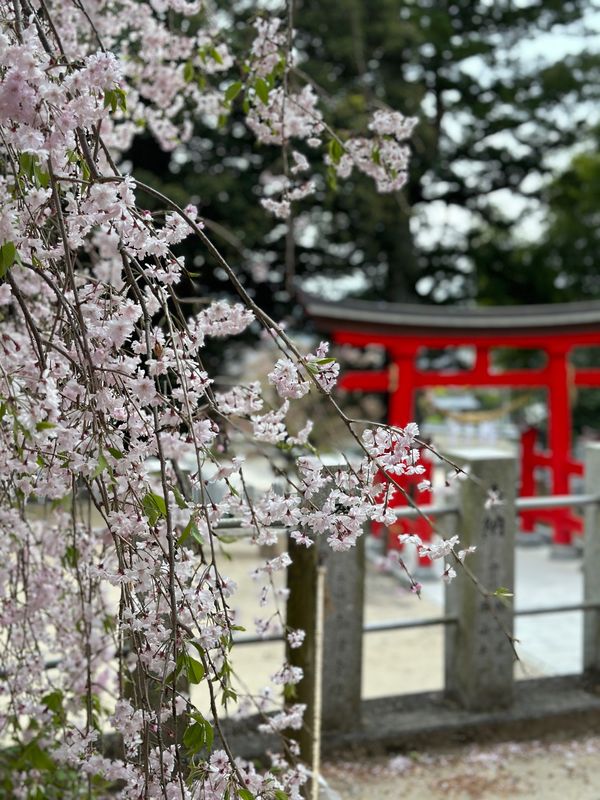 日本・いわき市「福島・いわき　2024.04」の写真