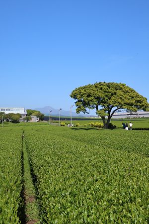 朝食の後はローカルバスに乗って済州島の西側観光へ。
イニスフリー、オスロッ...