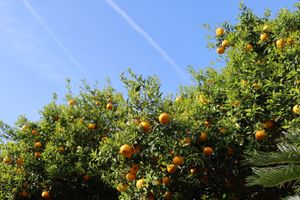 さらにローカルバスを乗り継ぎ、薬泉寺へ。済州島でふわっと香る甘い匂いの正体...