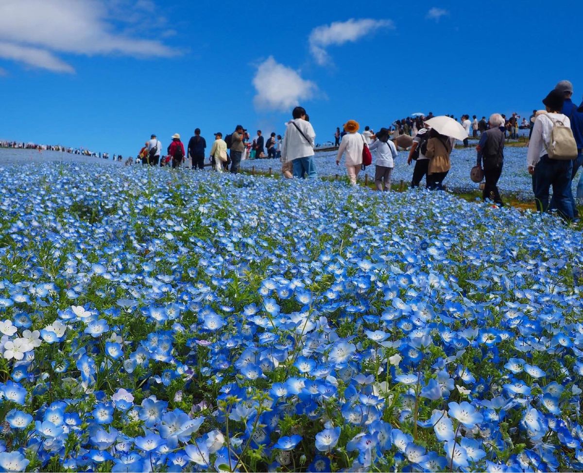 ネモフィラブルー最高✨