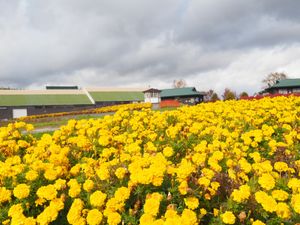 お花も終わりかけ、、
でもきれい😍