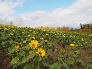 お花も終わりかけ、、
でもきれい😍