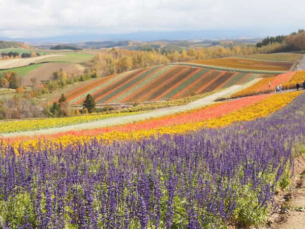 日本・北海道「北海道　トマム旅」の写真：お花も終わりかけ、、
でもきれい😍