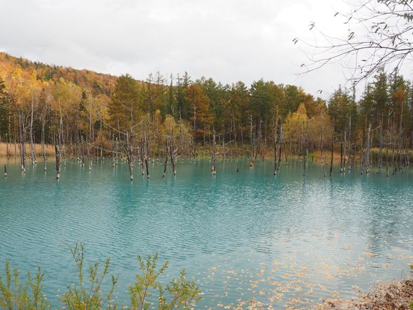 日本・北海道「北海道　トマム旅」の写真：ほんとに青かった