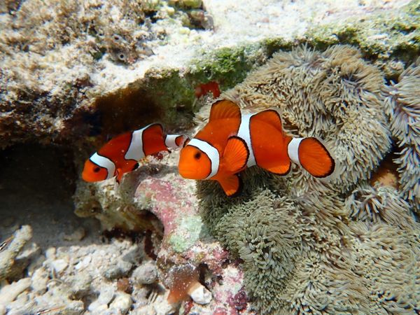 日本・宮古島「宮古島」の写真