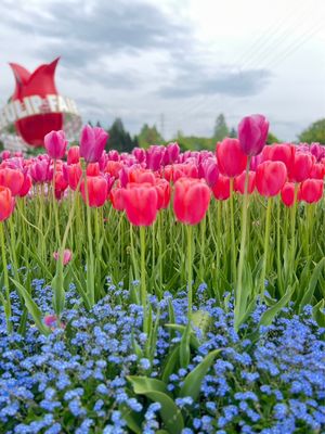 砺波チューリップ公園で開催中のチューリップ祭りに。チューリップはちょうど見...