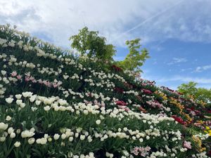 会場には「雪の大谷」を模した「花の大谷」がありました。タワーから眺めるチュ...