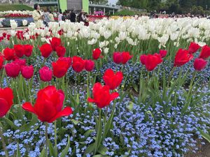 会場には「雪の大谷」を模した「花の大谷」がありました。タワーから眺めるチュ...