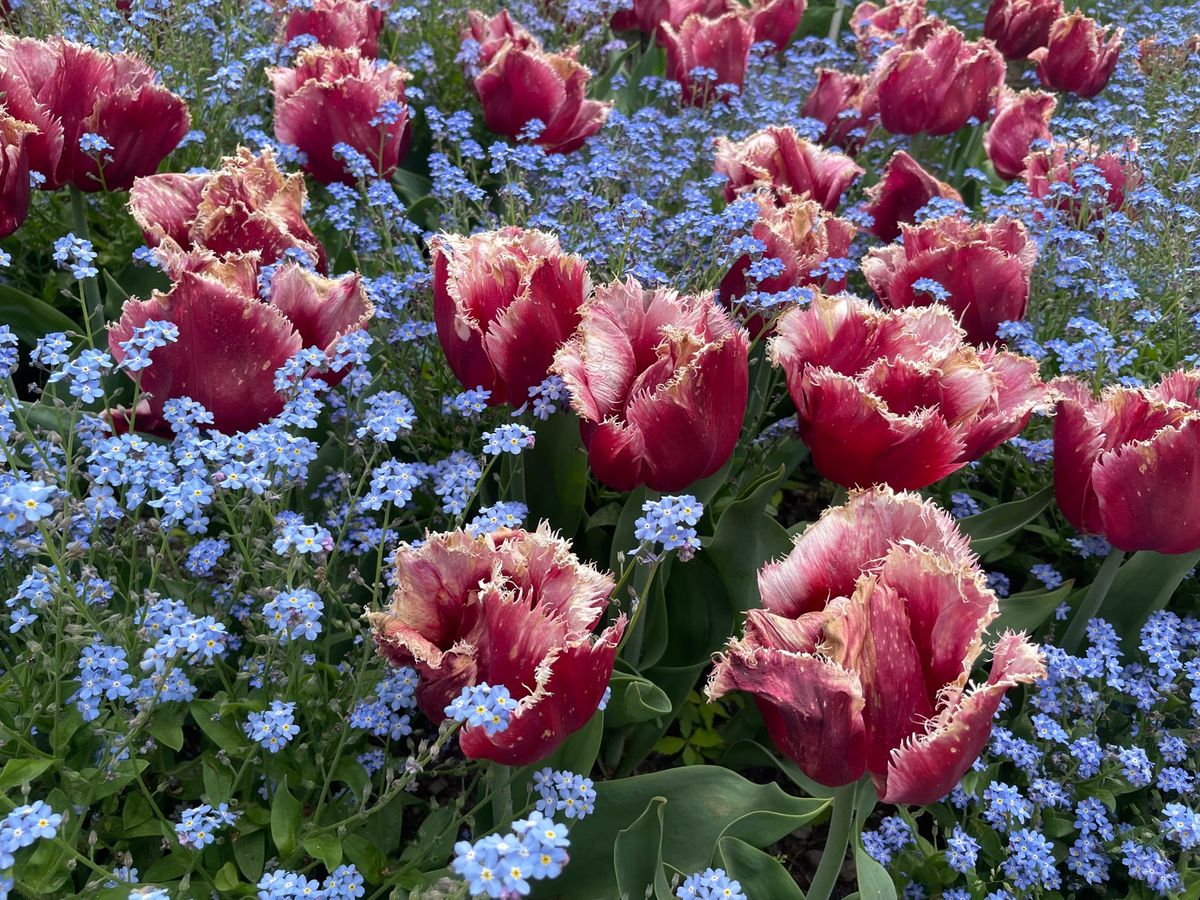 会場には「雪の大谷」を模した「花の大谷」がありました。タワーから眺めるチュ...