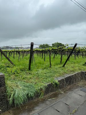 ルミエールワイナリー

最近よく飲むスパークリングがこのルミエール甲州（金...