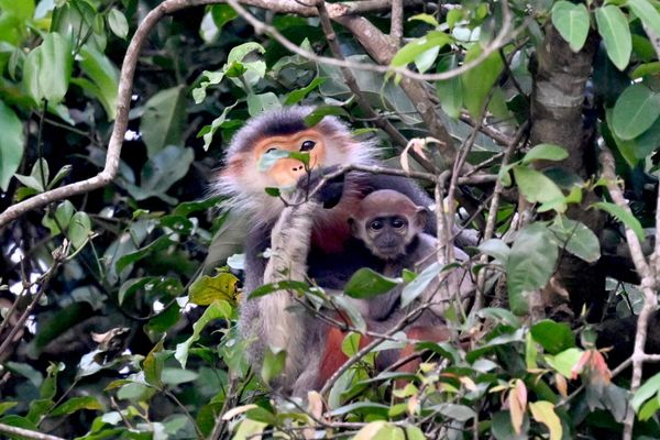 ベトナム・ダナン「アカアシドゥクラングール」の写真