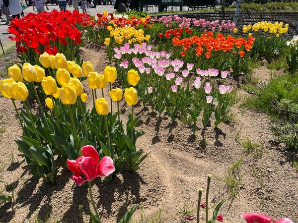 日本・岐阜県「🏕️ひるがのキャンプ　with遥綾乃」の写真