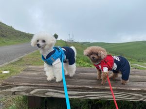 大観峰、緑が沢山でとても綺麗でした。
わんこもうれしそうに散歩してました!