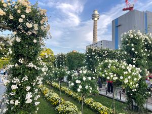 山下公園。バラが綺麗でした。