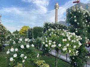 山下公園。バラが綺麗でした。