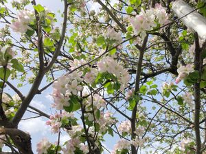 メスティア
桜のような雰囲気の花も咲いていて散歩しても楽しい。中心部のレス...