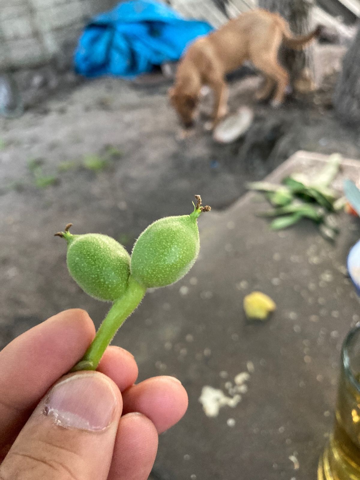 知り合った人に招かれお庭でプチ宴会。用意してくれたアルメニア産のブランデー...