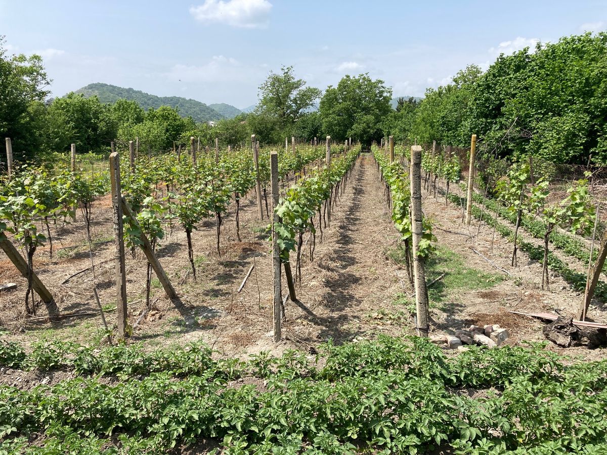 この日もエニセリの町を散歩。ほとんどレストランが見当たらないので小さなホテ...