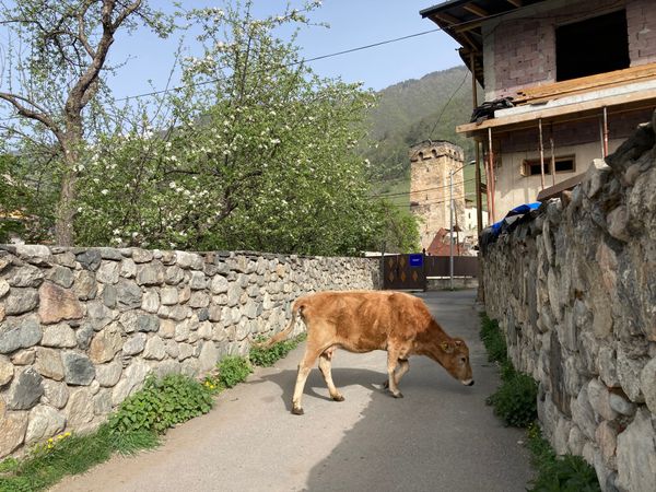 ジョージア・トビリシ「ジョージア」の写真：メスティア
本格的な観光シーズン前のこの...