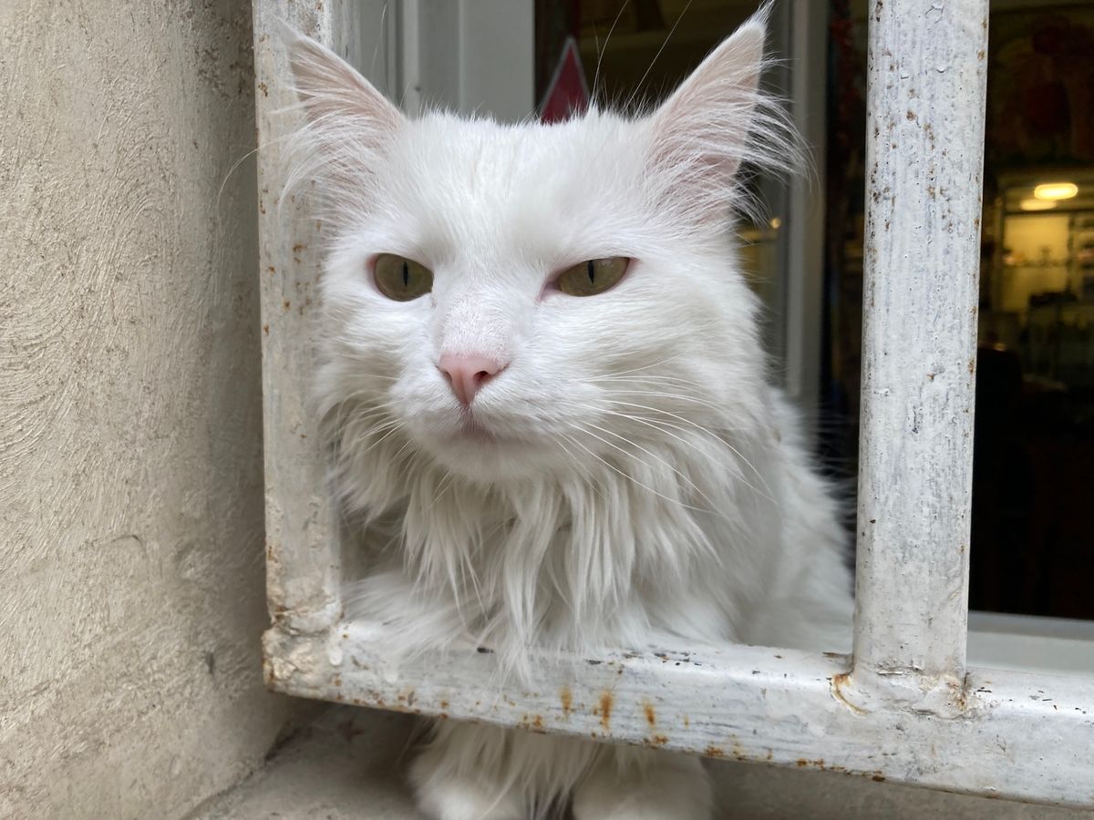 トビリシ市内のワイン屋さん。いろいろあって、自分の好みのを探し出すのはなか...