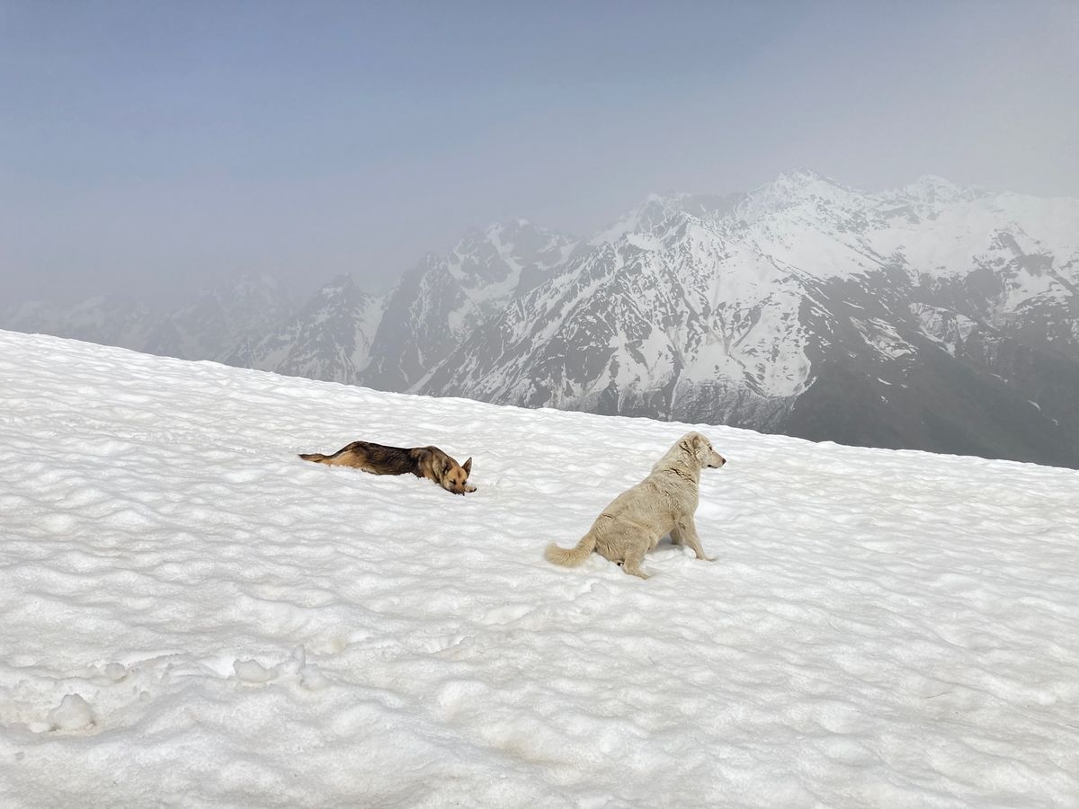 メスティア
上り後半は雪中行軍状態になってきました。今回は偶然トレッキング...