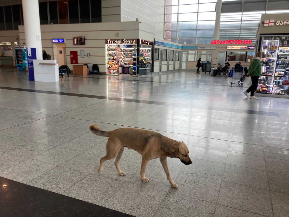 トビリシ空港。
ハチャプリ柄などの名物靴下の自販機は硬貨を吸い込むだけ吸い...