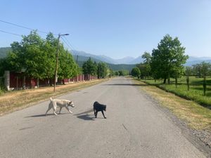 カヘティ地方グレミ
村散歩。他の街などもそうでしたが、半野良犬？も、放し飼...