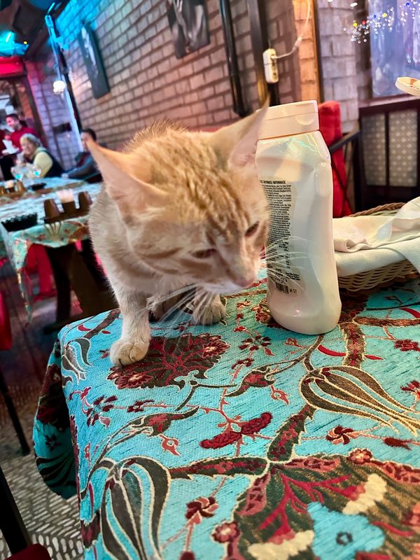 アラブ首長国連邦・ドバイ「NRT ✈︎ HKG ✈︎ DXB ✈︎ IST ✈︎ ASR ✈︎ IST ✈︎ HND」の写真：猫大国のトルコでは、レストランのテーブル...