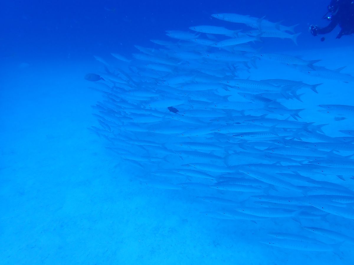 コロナ後久々のパラオ🇵🇼
楽しんできました～～🐬🏝🏖🐠☀️