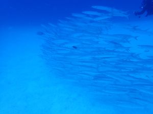 コロナ後久々のパラオ🇵🇼
楽しんできました～～🐬🏝🏖🐠☀️