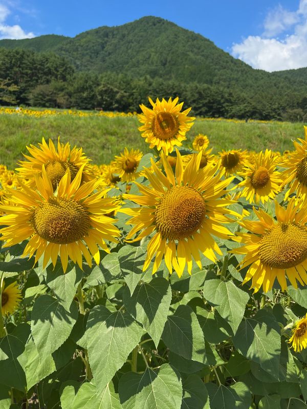 日本・長野県「長野旅行」の写真：安曇野ワイナリー　ワイン最高